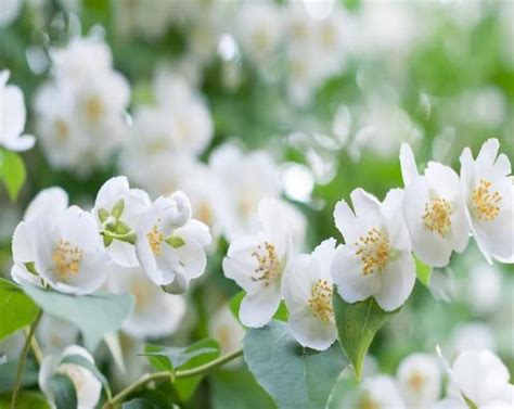 茉莉花怎麼種|茉莉花的種植方法：養護、修剪、澆水、施肥、換盆……一篇教會。